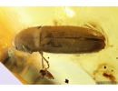 Click beetle Elateroidea and Spider Beetle Ptinidae. Fossil inclusions in Baltic amber #10074