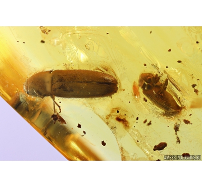 Click beetle Elateroidea and Spider Beetle Ptinidae. Fossil inclusions in Baltic amber #10074