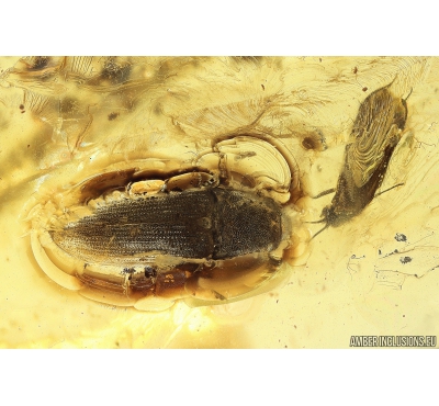 Click beetle Elateroidea, Caddisfly Trichoptera and More. Fossil insects Ukrainian Rovno amber #10075R