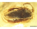 Click beetle Elateroidea, Caddisfly Trichoptera and More. Fossil insects Ukrainian Rovno amber #10075R