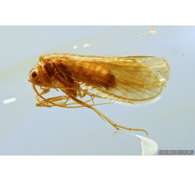Nice Caddisfly Trichoptera. Fossil insect in Ukrainian Rovno amber #10077R