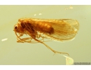 Nice Caddisfly Trichoptera. Fossil insect in Ukrainian Rovno amber #10077R