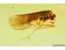 Nice Caddisfly Trichoptera. Fossil insect in Ukrainian Rovno amber #10077R