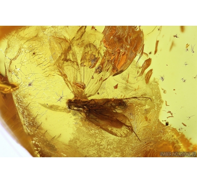 Caddisfly Trichoptera Fossil insect in Baltic amber #10078