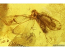 Caddisfly Trichoptera Fossil insect in Baltic amber #10078