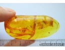 Caddisfly Trichoptera Fossil insect in Baltic amber #10078