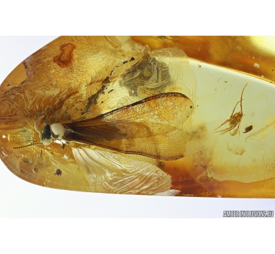 Termite Isoptera and Spider Araneae. Fossil inclusions in Baltic amber #10080