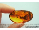 Big 18mm! Termite Isoptera. Fossil inclusion in Baltic amber #10081