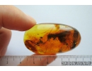 Big 18mm! Termite Isoptera. Fossil inclusion in Baltic amber #10081