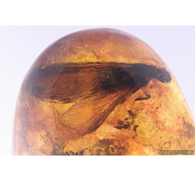 Big 18mm! Termite Isoptera. Fossil inclusion in Baltic amber #10081