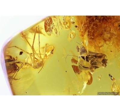 Nice Bud and Spider Araneae. Fossil inclusions in Baltic amber #10082