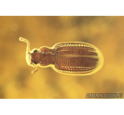 Brown scavenger beetle Latridiidae Fossil insect in Ukrainian Rovno amber #10084R