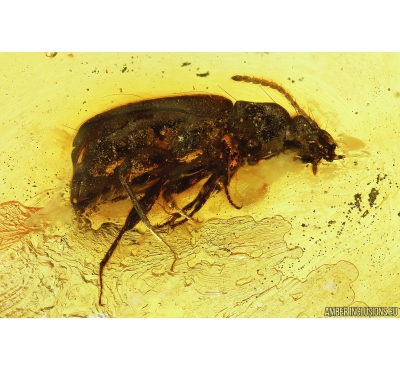 Ground beetle, Carabidae. Fossil insect in Baltic amber #10085