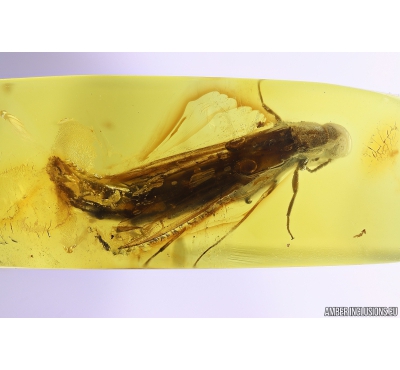 Extremely Rare, Big Ship-timber Beetle Lymexylidae. Fossil insect in Baltic amber #10086