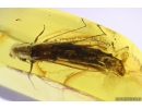 Extremely Rare, Big Ship-timber Beetle Lymexylidae. Fossil insect in Baltic amber #10086