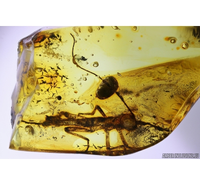 14mm! Walking stick, Phasmatodea. Fossil inclusion in Baltic amber #10088