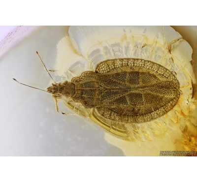 Very Nice Rare Lace Bug Tingidae. Fossil insect Baltic amber #10089