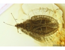 Very Nice Rare Lace Bug Tingidae. Fossil insect Baltic amber #10089