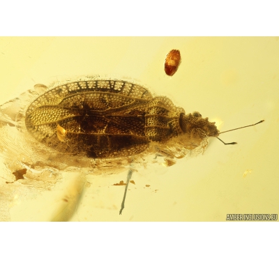 Very Nice Rare Tingidae Lace Bug with Egg! Fossil insect Baltic amber #10090