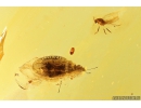 Very Nice Rare Tingidae Lace Bug with Egg! Fossil insect Baltic amber #10090