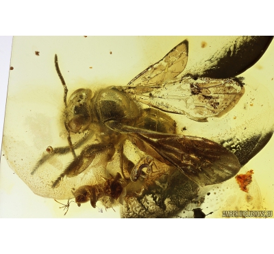 Very nice Rare Honey Bee Apoidea. Fossil insect in Baltic amber #10092