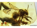 Very nice Rare Honey Bee Apoidea. Fossil insect in Baltic amber #10092