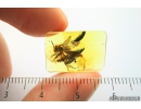 Very nice Rare Honey Bee Apoidea. Fossil insect in Baltic amber #10092