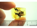 Very nice Rare Honey Bee Apoidea. Fossil insect in Baltic amber #10092