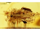 Extremely Rare Spider Cocoon with Eggs and Spider! Fossil inclusions in Baltic amber #10093