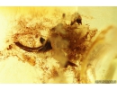 Extremely Rare Spider Cocoon with Eggs and Spider! Fossil inclusions in Baltic amber #10093