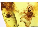 Extremely Rare Spider Cocoon with Eggs and Spider! Fossil inclusions in Baltic amber #10093