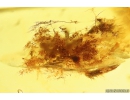 Extremely Rare Spider Cocoon with Eggs and Spider! Fossil inclusions in Baltic amber #10093