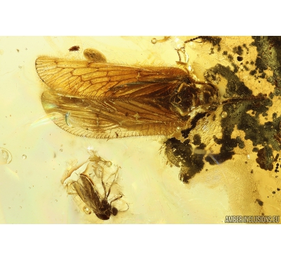 Rare Lacewing Hemerobiidae Prolachnalius resinatus with Egg! Fossil insect in Ukrainian Rovno amber #10105R