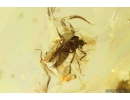 Rare Lacewing Hemerobiidae Prolachnalius resinatus with Egg! Fossil insect in Ukrainian Rovno amber #10105R