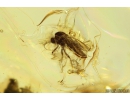 Rare Lacewing Hemerobiidae Prolachnalius resinatus with Egg! Fossil insect in Ukrainian Rovno amber #10105R