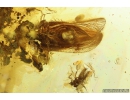 Rare Lacewing Hemerobiidae Prolachnalius resinatus with Egg! Fossil insect in Ukrainian Rovno amber #10105R