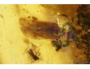Rare Lacewing Hemerobiidae Prolachnalius resinatus with Egg! Fossil insect in Ukrainian Rovno amber #10105R