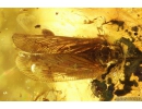 Rare Lacewing Hemerobiidae Prolachnalius resinatus with Egg! Fossil insect in Ukrainian Rovno amber #10105R