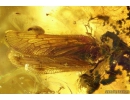 Rare Lacewing Hemerobiidae Prolachnalius resinatus with Egg! Fossil insect in Ukrainian Rovno amber #10105R