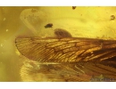 Rare Lacewing Hemerobiidae Prolachnalius resinatus with Egg! Fossil insect in Ukrainian Rovno amber #10105R