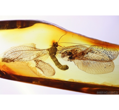 Extremely Rare Green Lacewing Chrysopidae with Exuvia! Fossil insect Baltic amber #10107