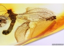 Extremely Rare Green Lacewing Chrysopidae with Exuvia and metamorphozis wings! Fossil insect in Baltic amber #10107
