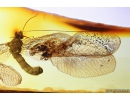 Extremely Rare Green Lacewing Chrysopidae with Exuvia and metamorphozis wings! Fossil insect in Baltic amber #10107