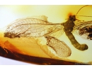 Extremely Rare Green Lacewing Chrysopidae with Exuvia and metamorphozis wings! Fossil insect in Baltic amber #10107