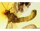 Extremely Rare Green Lacewing Chrysopidae with Exuvia and metamorphozis wings! Fossil insect in Baltic amber #10107