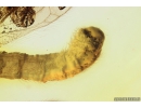 Extremely Rare Green Lacewing Chrysopidae with Exuvia and metamorphozis wings! Fossil insect in Baltic amber #10107
