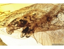 Extremely Rare Green Lacewing Chrysopidae with Exuvia and metamorphozis wings! Fossil insect in Baltic amber #10107