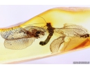 Extremely Rare Green Lacewing Chrysopidae with Exuvia and metamorphozis wings! Fossil insect in Baltic amber #10107