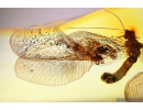Extremely Rare Green Lacewing Chrysopidae with Exuvia and metamorphozis wings! Fossil insect in Baltic amber #10107