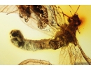 Extremely Rare Green Lacewing Chrysopidae with Exuvia and metamorphozis wings! Fossil insect in Baltic amber #10107